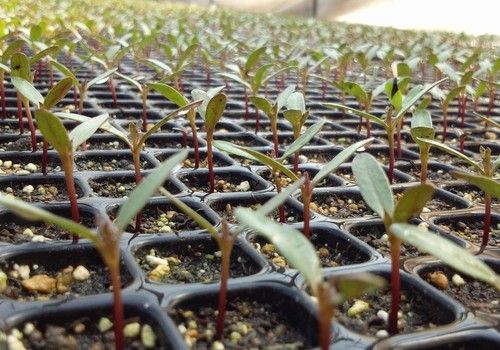 El Gobierno modifica los reglamentos de los registros de variedades vegetales