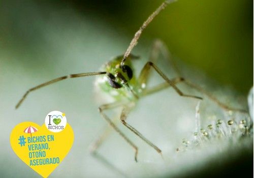 HORTYFRUTA recomienda el control biológico en verano para reducir plagas en otoño