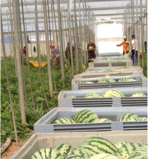 Un estudio revela que el 53% de los agricultores del Poniente almeriense no usan fotoprotector durante su jornada laboral