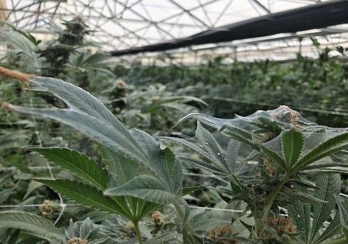Comprender cómo controlar la araña roja en el cannabis medicinal