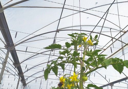 El ensayo sobre el desarrollo de cubiertas plásticas Politiv atraviesa las fronteras y llega a la prestigiosa revista Agronomy MDPI