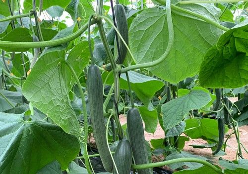 ISI QA0070 F1, la calidad  en pepino largo de ISI Sementi