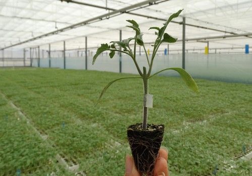 La delegación de Níjar de Semilleros Laimund recibe un aumento de pedidos de pimiento  y calabacín en detrimento del tomate