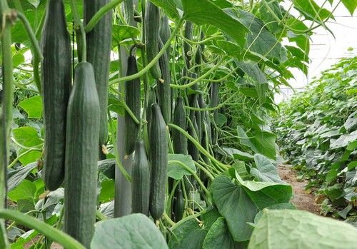 Invictus, el pepino temprano con CGMMV de Seminis que aúna productividad, calidad y resistencias