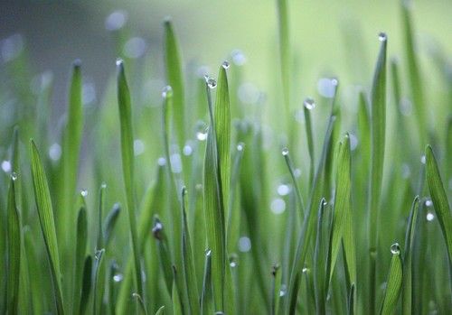 La superficie de cultivo se mantiene estable, con ligeras subidas en los cultivos leñosos
