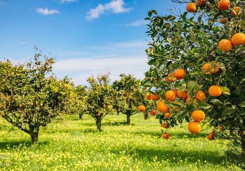 La producción de cítricos de Andalucía supera los 2,3 millones de toneladas en 2020-2021