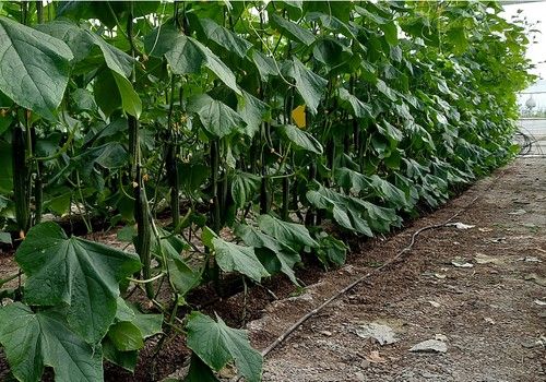 Tintero F1* blinda el ciclo temprano con más resistencias y una excelente calidad de fruto