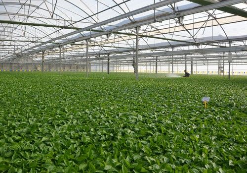 La confianza del agricultor hace crecer al semillero de Campoejido