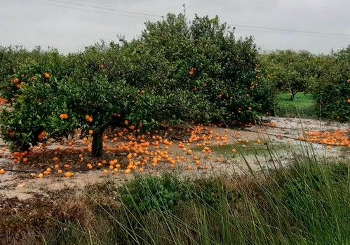 Agroseguro registra el peor mes de junio de la historia del seguro agrario con indemnizaciones superiores a los 111 millones de euros