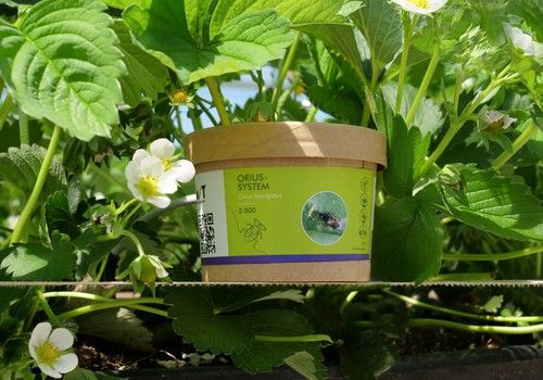Biobest presenta sus nuevos envases biodegradables que mejoran el rendimiento del Orius-System