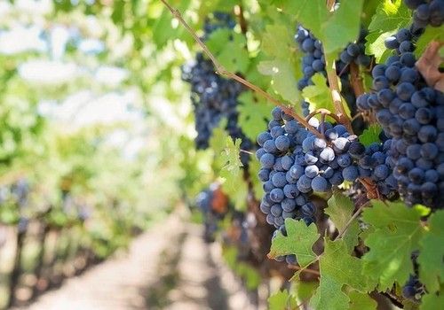 El sector agrario andaluz, desde la unidad de acción, anuncia que vigilará al detalle el desarrollo del acuerdo político de la PAC y su redacción final