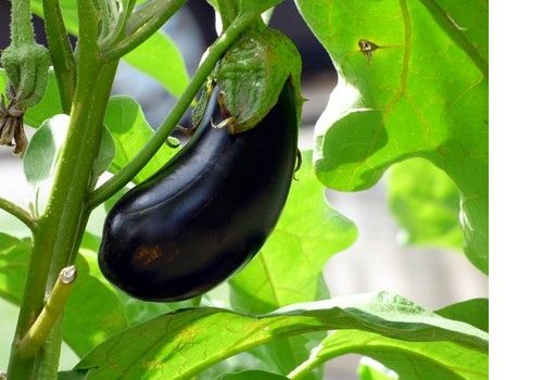 La cotización de la berenjena sufre un batacazo en la última semana