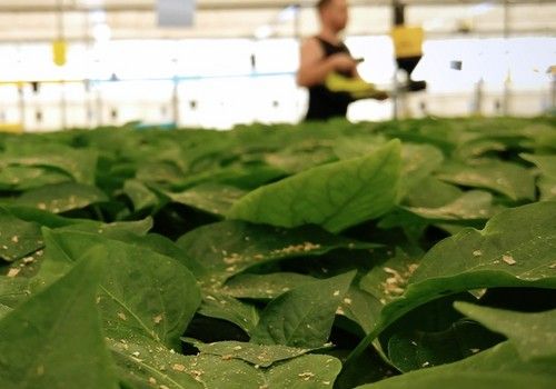 El control biológico se extiende en los semilleros gracias a las estrategias de Agrobío