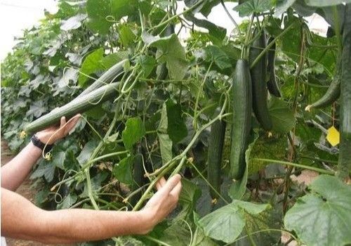 Las cucurbitáceas mantienen precios bajos en el campo almeriense
