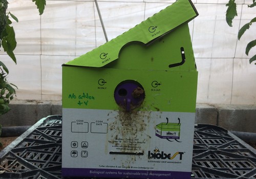 El sistema de ventilación de la colmena de Biobest mejora la actividad de los abejorros en tomate durante el verano