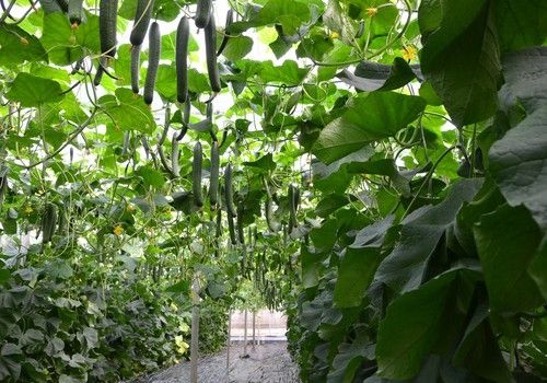 Syngenta rompe el techo de producción con Erico