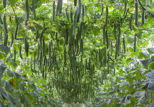 SqisitoF1, AtolonF1 y BuqueF1, los pepinos top de BASF para el ciclo de otoño