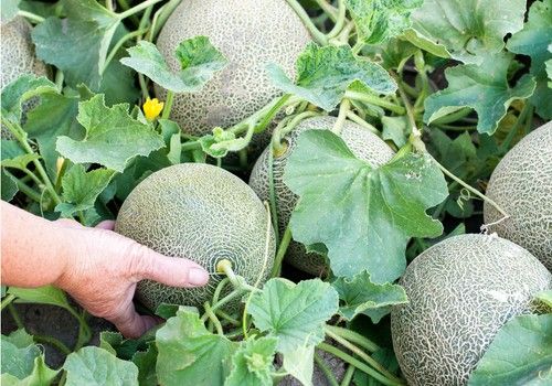 Carrefour compra 12.000 toneladas de melón a pequeños agricultores locales