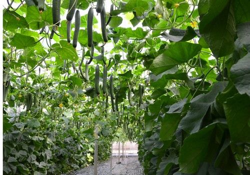 Syngenta rompe el techo de producción con Erico
