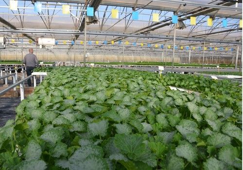 El semillero de Campoejido entra de lleno en la campaña de verano