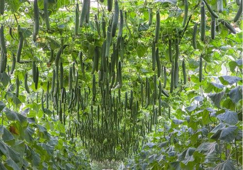 SqisitoF1, AtolonF1 y BuqueF1, los pepinos top de BASF para el ciclo de otoño