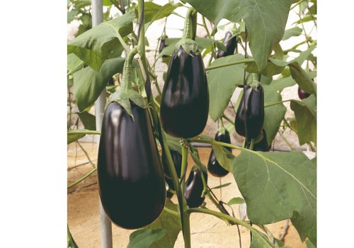 Olimpia, berenjena de Meridiem Seeds que ofrece muchos frutos y siempre negros