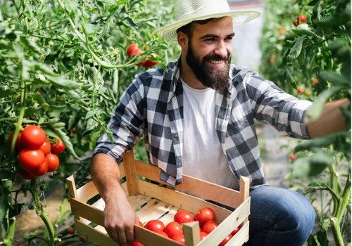Soluciones nutricionales de Herogra Fertilizantes para el cultivo en invernadero