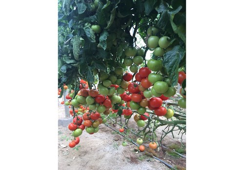 Máxima protección frente a nematodos, más vigor y calidad en tomate con los portainjertos De Ruiter