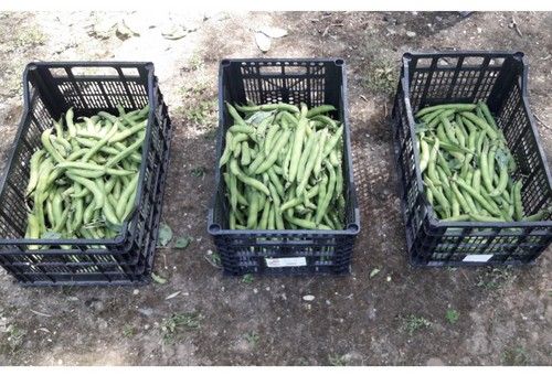 Bacfertiplus, el biofertilizante que permite aumentar la producción hasta un 50 por ciento manteniendo la calidad del fruto