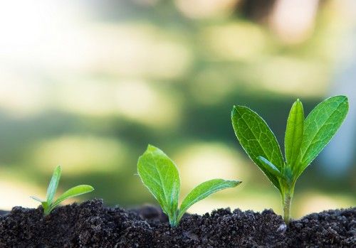 El Gobierno adapta la normativa nacional sobre sanidad vegetal a los nuevos reglamentos de la UE