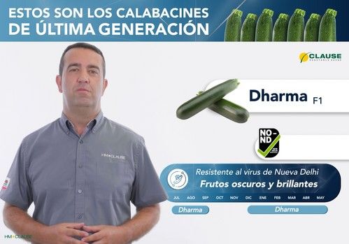 Los calabacines de última generación de HM.CLAUSE