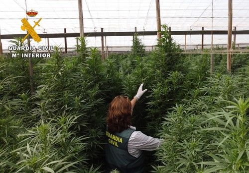 La Guardia Civil interviene 125.000 plantas de  “cannabis” en ocho plantaciones de cáñamo