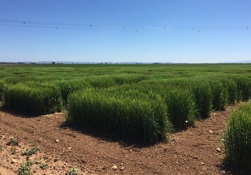 El “Informe Noleppa” advierte que sin la mejora vegetal será imposible alcanzar el Pacto Verde Europeo