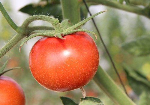 El proyecto VIRTIGATION, financiado con fondos europeos, aborda las enfermedades víricas en tomates y cucurbitáceas
