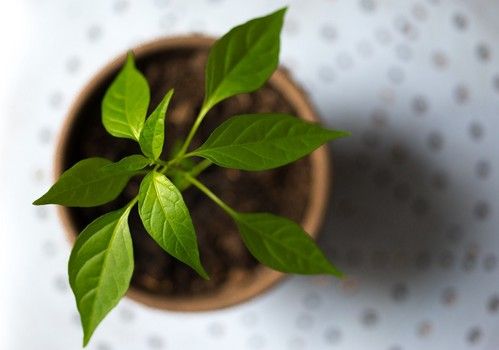 Nuevo aplazamiento de la exigencia del certificado fitosanitario para la exportación de frutas y hortalizas a Reino Unido al 1 de julio 2022