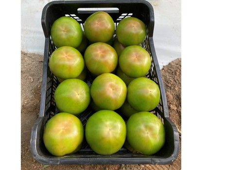 Fácil elección de material en beef para primavera de la mano de Hazera España