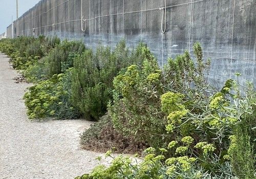 Agrobío diseña setos funcionales para el control conservativo en otoño