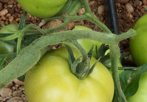 ASAJA reitera a Europa la revisión del acuerdo comercial con Marruecos y el control de la trazabilidad de los productos