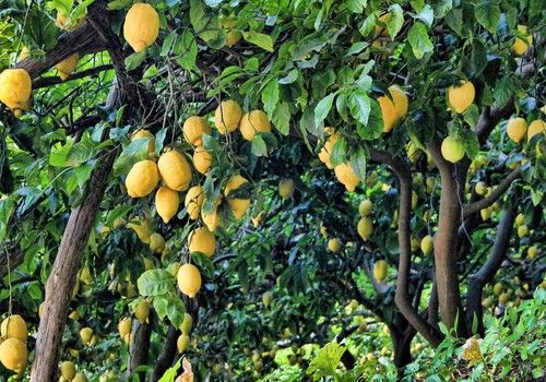 El Gobierno pide a la CE la consideración de los cítricos como producto “muy sensible” frente a las importaciones de países terceros