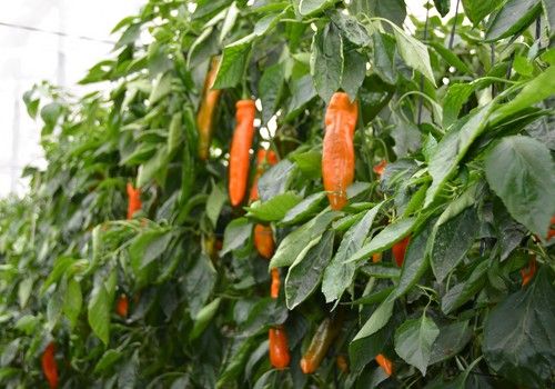 Rijk Zwaan vuelve a Fruit Attraction marcando tendencia y poniendo en valor su eslogan ‘Shearing a healthy future’