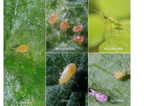 Los productores de invernadero de Almería y Granada comienzan la campaña con 1,5 millones de “bichos” por hectárea