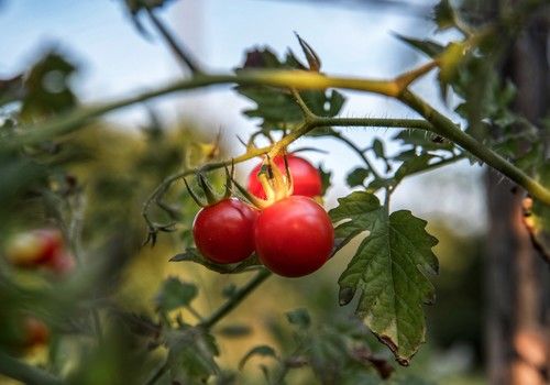 BioWin® Integrated Solutions, la solución de Kenogard para los nuevos retos de la agricultura