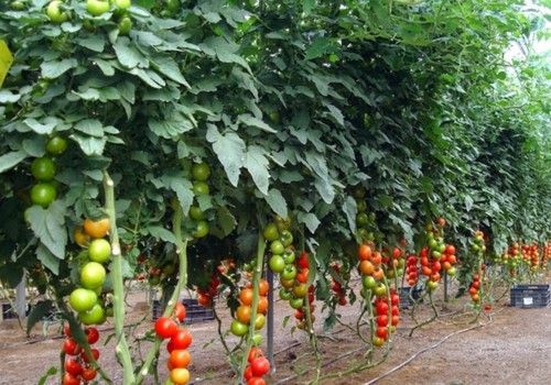 El calor hunde la producción del Sureste español y volvemos a tropezar con Marruecos