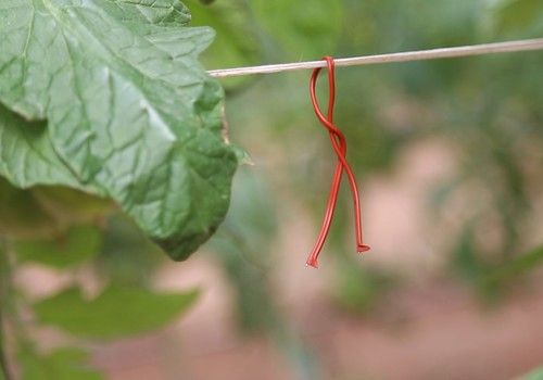 Isonet® T y Rapax® AS, las soluciones  para el control de Tuta absoluta en tomate