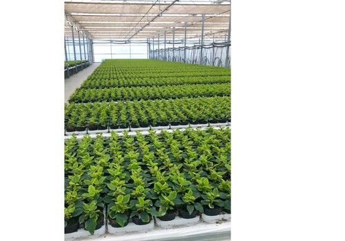 Semilleros Laimund, un ejemplo de experiencia, compromiso con el agricultor y apuesta por la investigación y la innovación