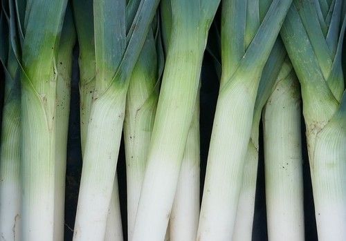 Tozer Ibérica presenta sus nuevas variedades de semillas hortícolas