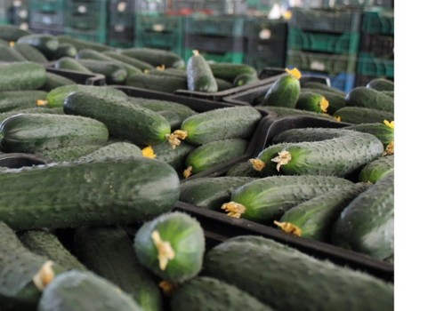 El anuncio de paro agrario y concentración en Almería tiró hacia arriba los precios hortofrutícolas en origen