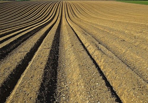 La mejora vegetal ayuda a paliar el hambre en el mundo al aumentar la producción y la calidad de los alimentos