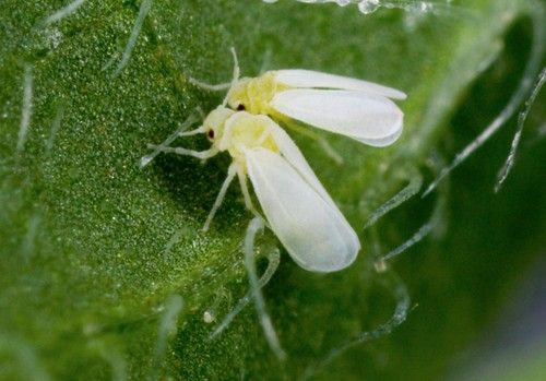 Grupo Agrotecnología obtiene la patente de su tecnología Promicell®