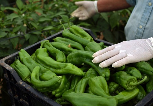 Las exportaciones agroalimentarias crecen un 7,5% entre enero y agosto, hasta un nuevo récord de 8.378 millones